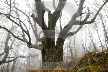 Big autumn tree in misty forest.