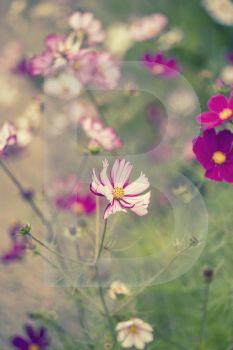 Stunning image of meadow of wild flowers in Summer with vintage retro effect filters applied