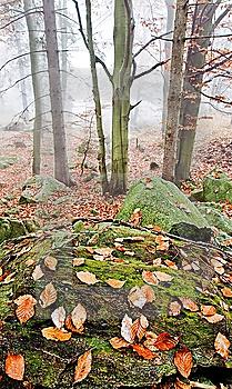 Autumn landscape: a foggy and wet european forest in fall season. Vertical orientation