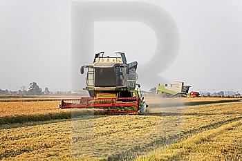 Modern combine harvester in a rice field during harvest time, piemonte, Italy.