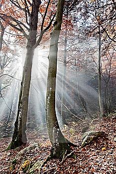 Rays of sunshine filtering through a temperate forest in autumn