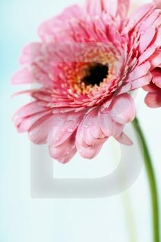 Close up abstract of colorful pink daisy gerbera flower