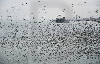 Stunning spectacle of starlings birds murmuration flying over sea in Winter