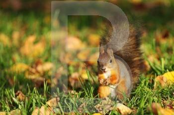 squirrel jumps in the autumn forest