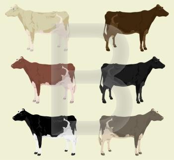 Cow3. Some cows on a farm of different colouring. A vector illustration