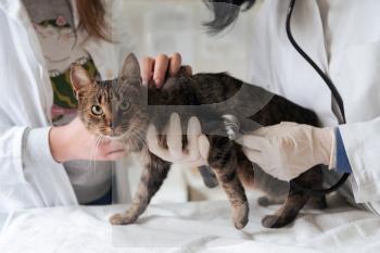 Veterinary team for treating sick cats, Maintain animal health Concept, checking hearth with stethoscope, animal hospital. Preparing cat for surgery by giving the injection. High quality photo. Veterinary team for treating sick cats, Maintain animal health Concept, animal hospital