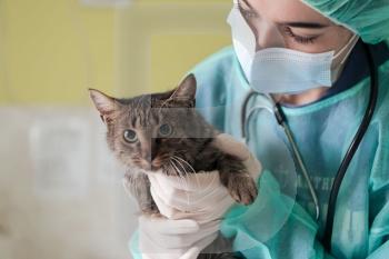 Veterinary clinic. A female doctor at the animal hospital in the surgery room cute sick cat ready for veterinary examination and treatment.. A female doctor at the animal hospital in the surgery room cute sick cat ready for veterinary examination and treatment