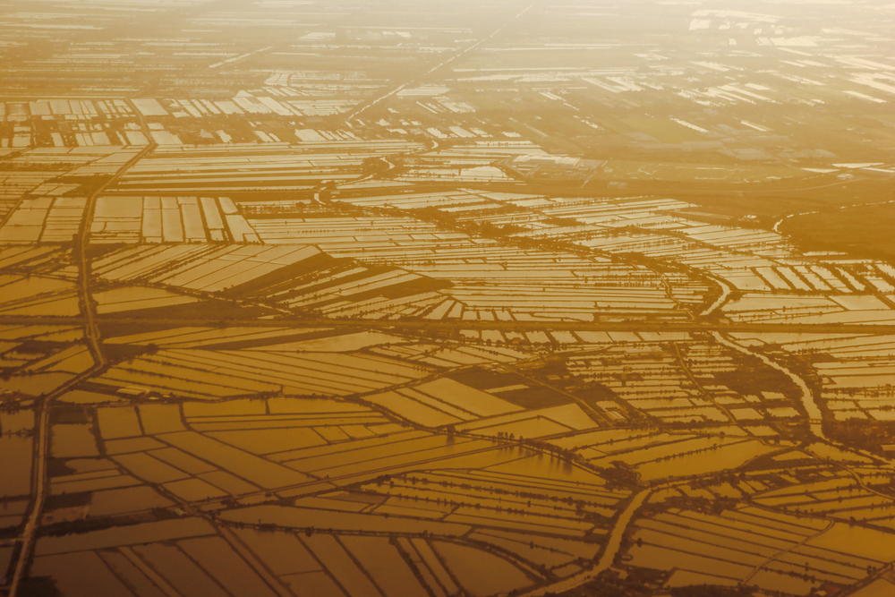 aerial view of a paddy field in the morning