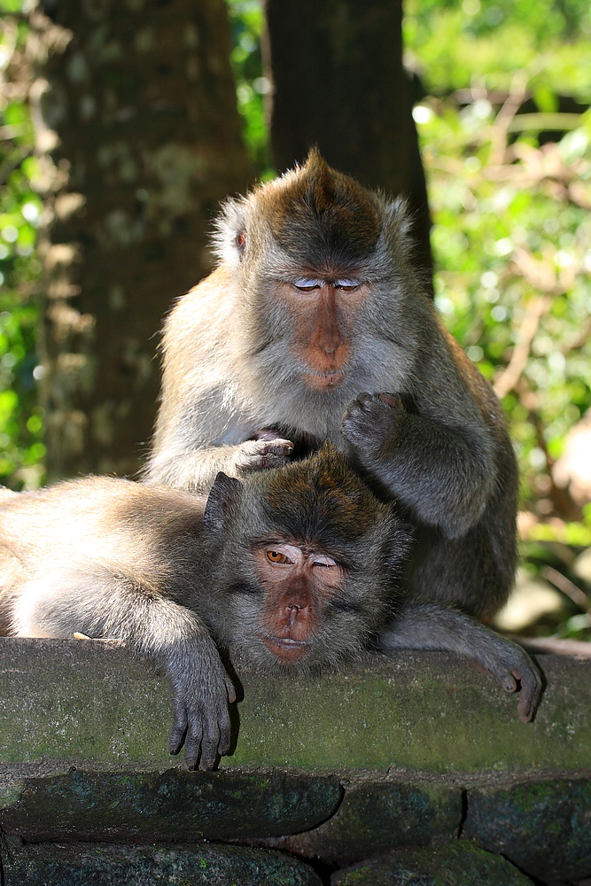 Macaque spa pocedures - a monkey grooming