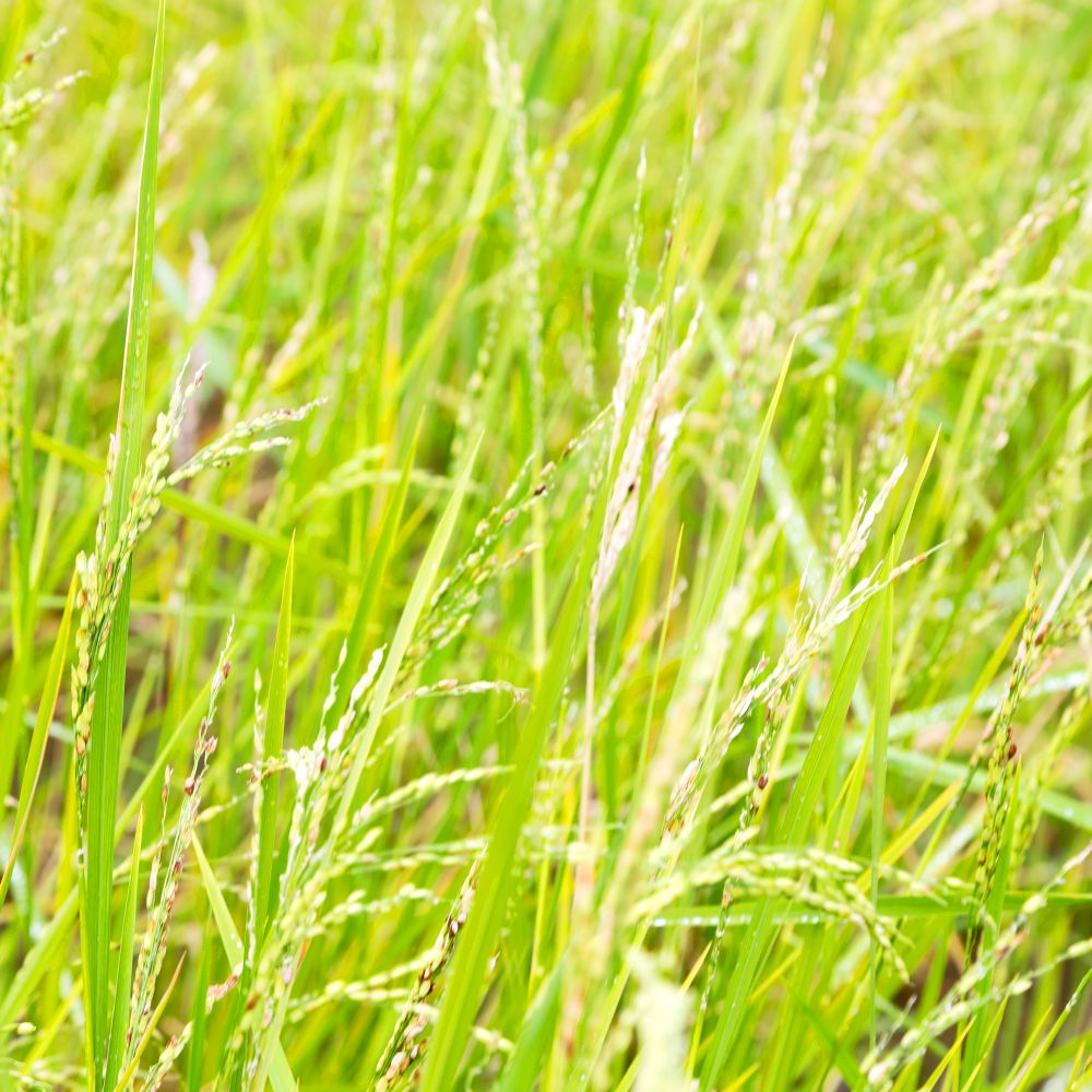 blur  in   philippines  close up of a rice cereal cultivation field