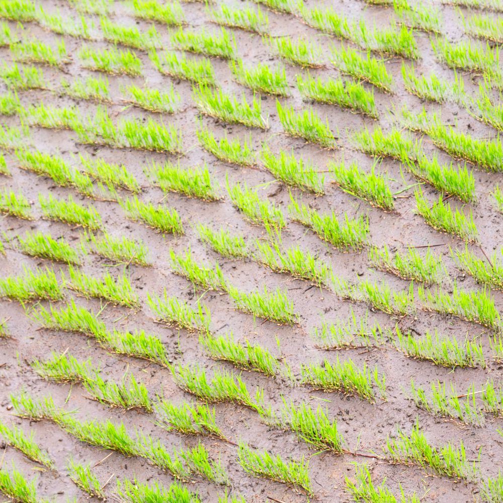 blur  in   philippines  close up of a rice cereal cultivation field