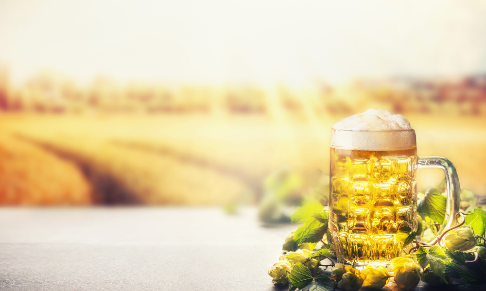 Mug of beer with foam on table with hops at field nature background with sunbeam, front view, banner