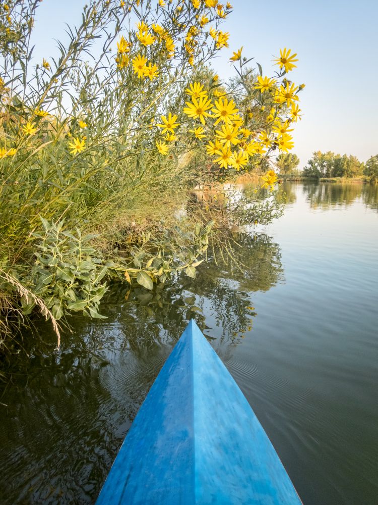 Late summer paddling on a lake in northern Colorado - a bow of racing stand up paddleboard and yellow sunflowers