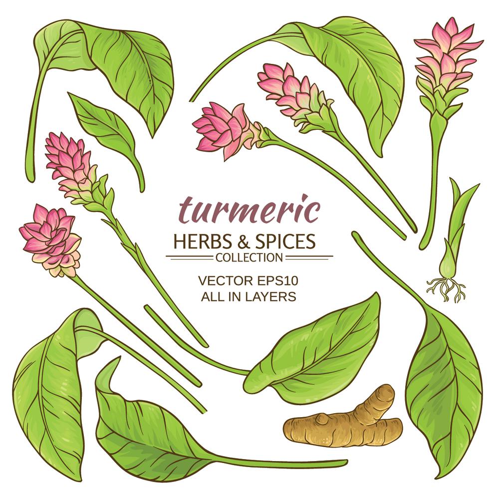 turmeric vector illustration. turmeric plant vector illustration on white background