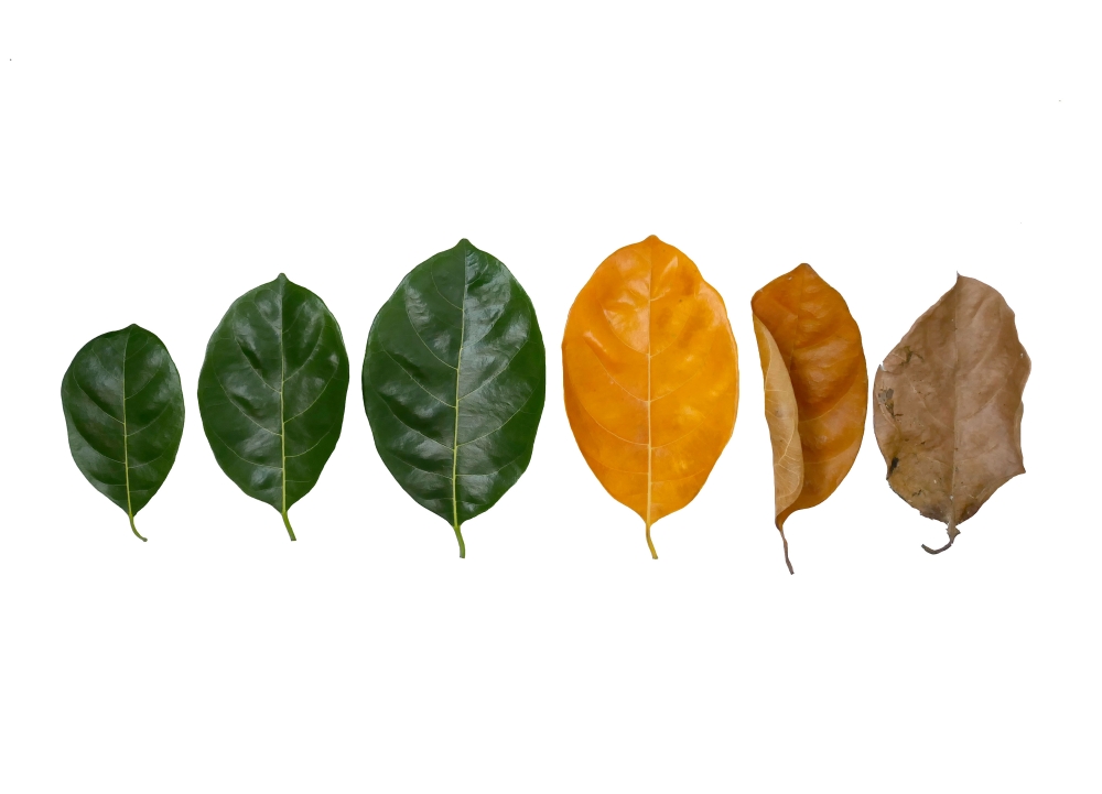 Leaves of different age on white background. Concept of aging, growth, death.