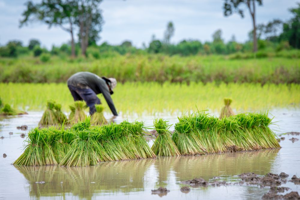 farmer planting rice in paddy farm