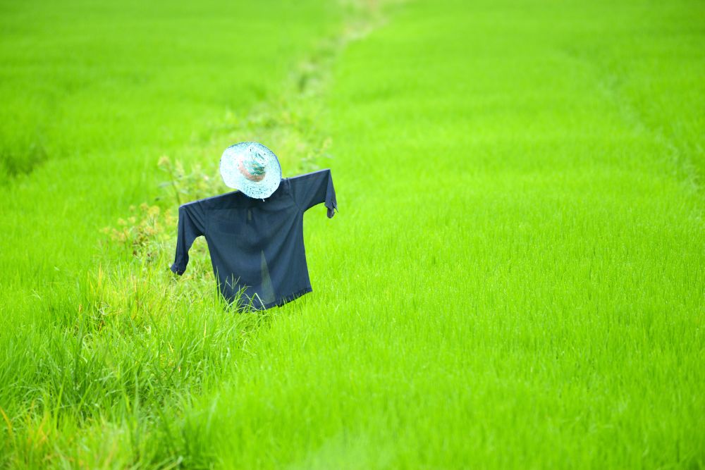 scarecrow in a rice field