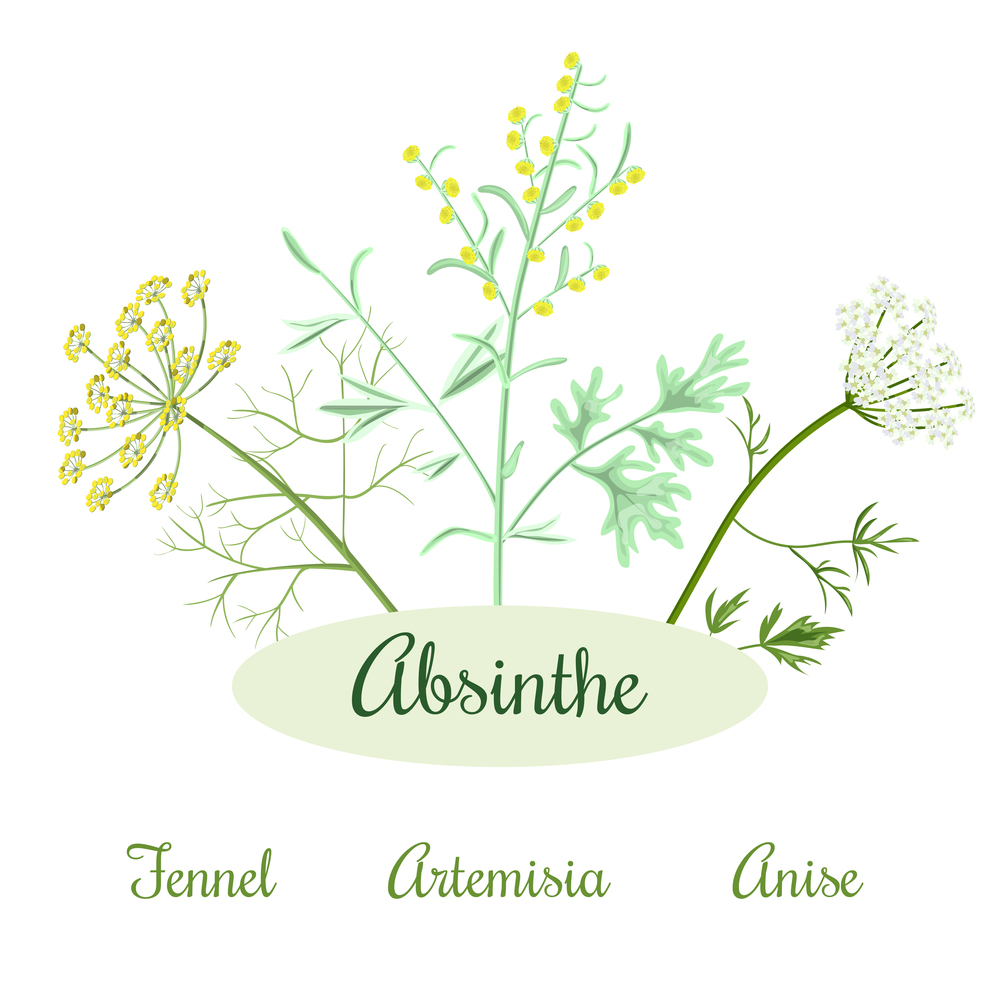 absinthe herbs ingredients. Absinthe ingredients. Grand wormwood or Artemisia absinthium , green anise or Pimpinella anisum, sweet fennel or Foeniculum vulgare. Vector illustration.