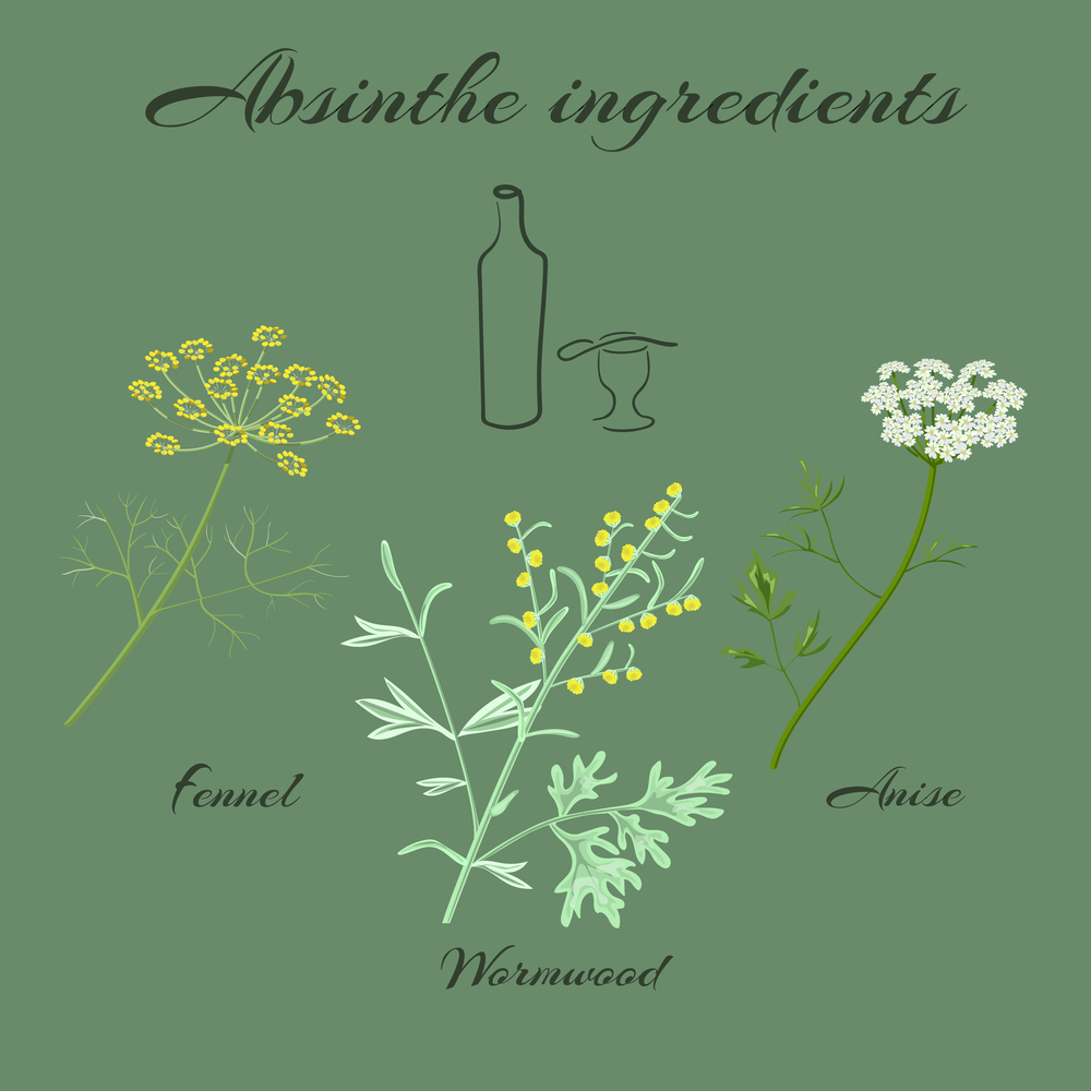 Herbs absinthe ingredients.. Absinthe ingredients. Grand wormwood or Artemisia absinthium ,  green anise or Pimpinella anisum, sweet fennel or Foeniculum vulgare. Vector illustration.