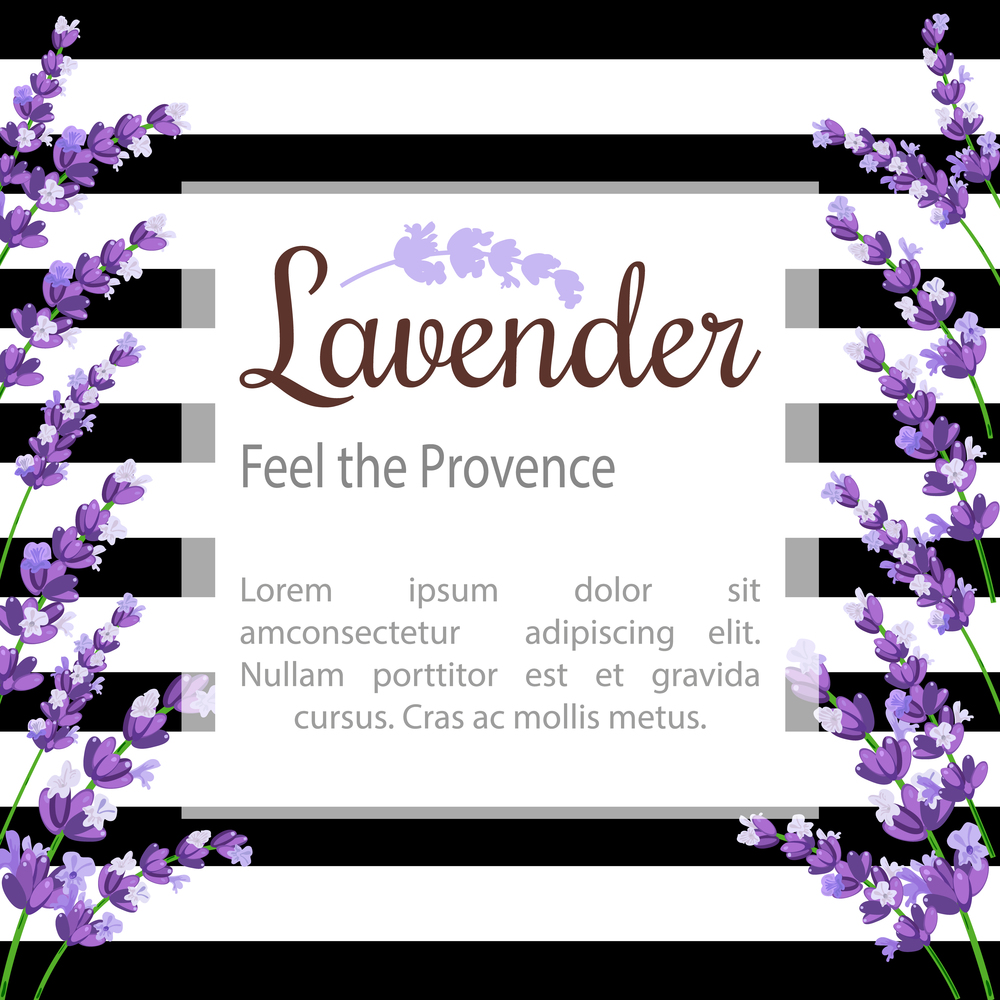 Lavender Card with flowers. Vintage Label with provence violet lavender.. Lavender Card with flowers. Vintage Label with provence violet lavender with text place. Background design for natural cosmetics, beauty store, health care products, perfume