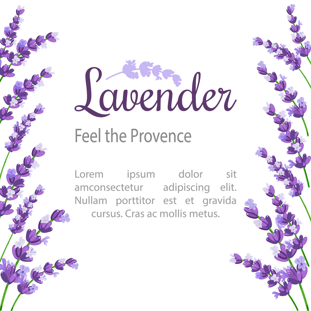 Lavender Card with flowers. Vintage Label with provence violet lavender. design for natural cosmetics, beauty store, health care products, perfume, essential oil. Can be used as wedding background.. Lavender Card with flowers. Vintage Label with provence violet lavender.
