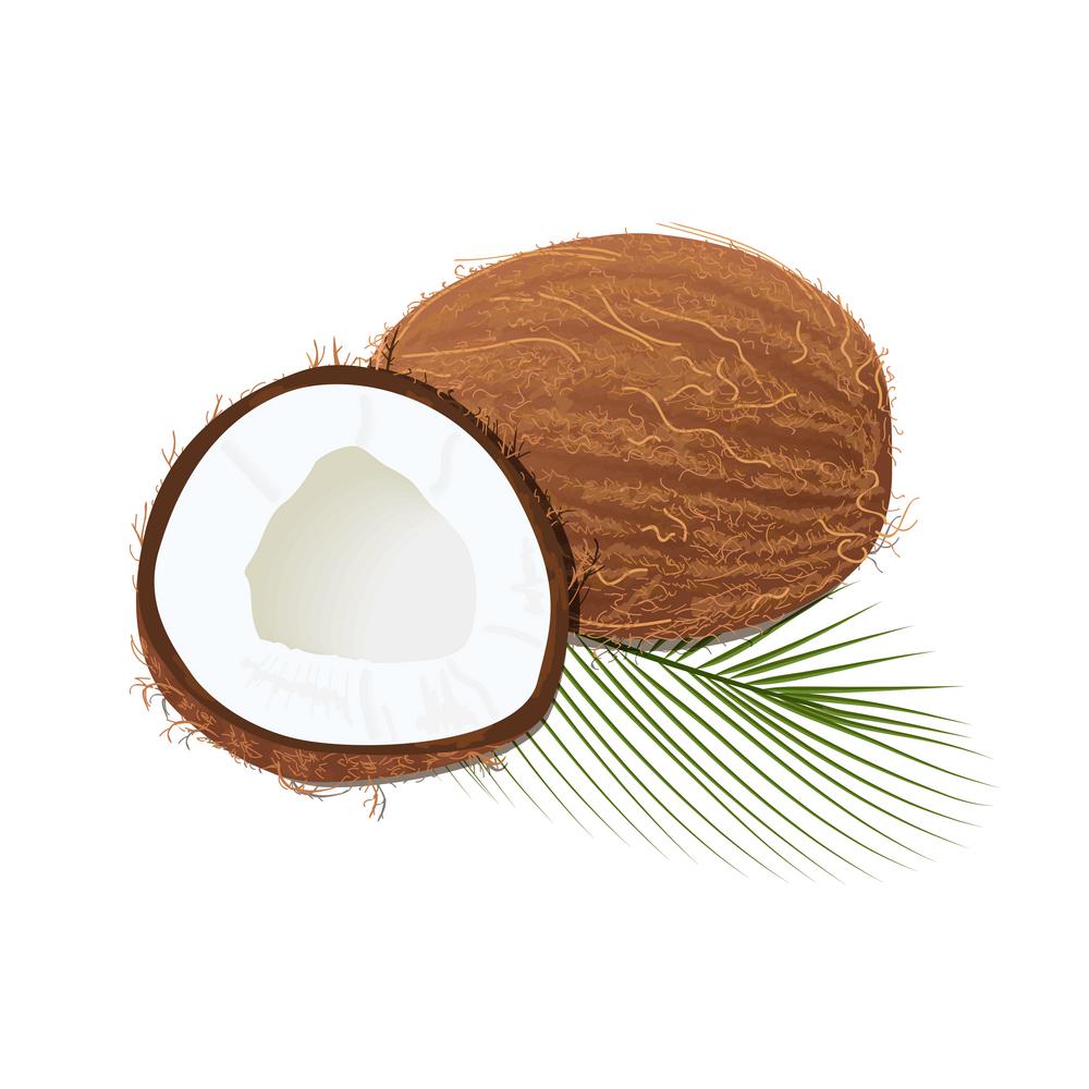Ripe juicy coconut with leaf isolated on white. Whole and half. Ripe juicy coconut with leaf isolated on white. Whole, slices. Close up. vector illustration. for cooking, cosmetics, perfume, ointment. Herbal medicine, health care ointments perfumery label tag