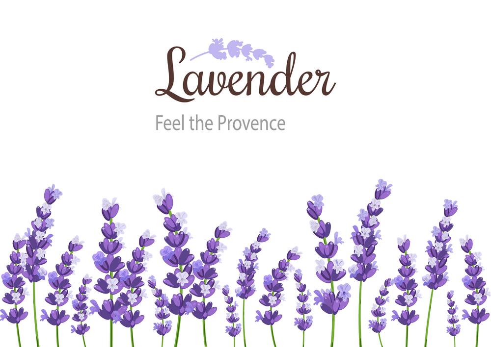 Lavender Card with flowers. Vintage Label with provence violet lavender.Background design for natural cosmetics, beauty store, health care products, perfume, essential oil. celebration background.