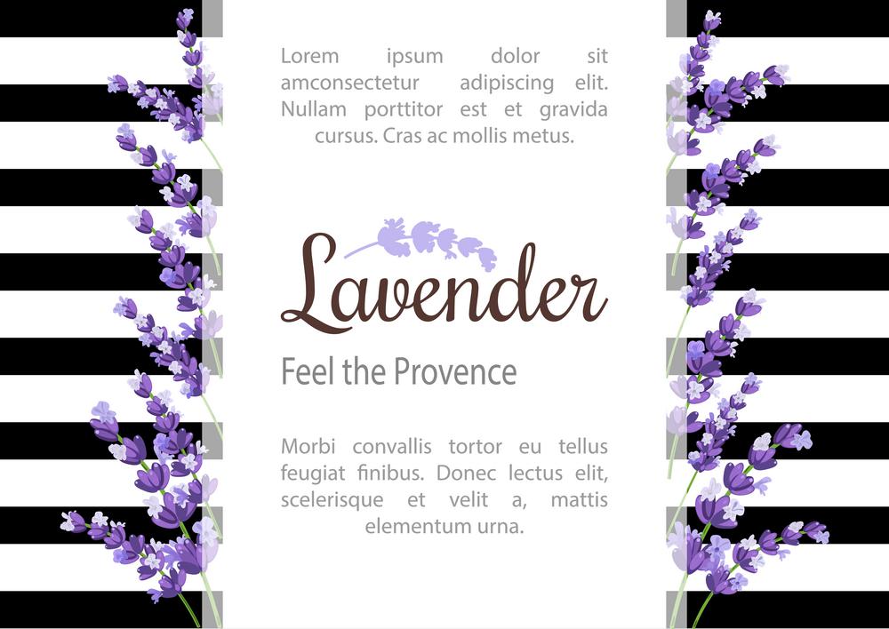 Lavender Card with flowers. Vintage Label with provence violet lavender. Background design for natural cosmetics, beauty store, health care products, perfume, essential oil, wedding background.