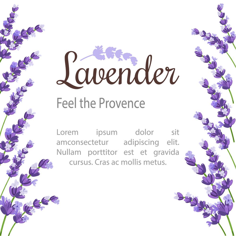 Lavender Card with flowers. Vintage Label with provence violet lavender. design for natural cosmetics, beauty store, health care products, perfume, essential oil. Can be used as wedding background.