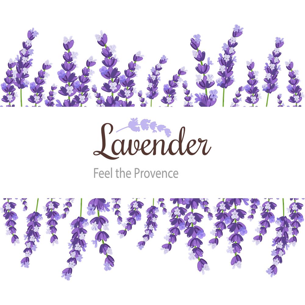 Lavender Card with flowers. Vintage Label with provence violet lavender. Background design for natural cosmetics, beauty store, health care products, perfume. Can be used as wedding background.