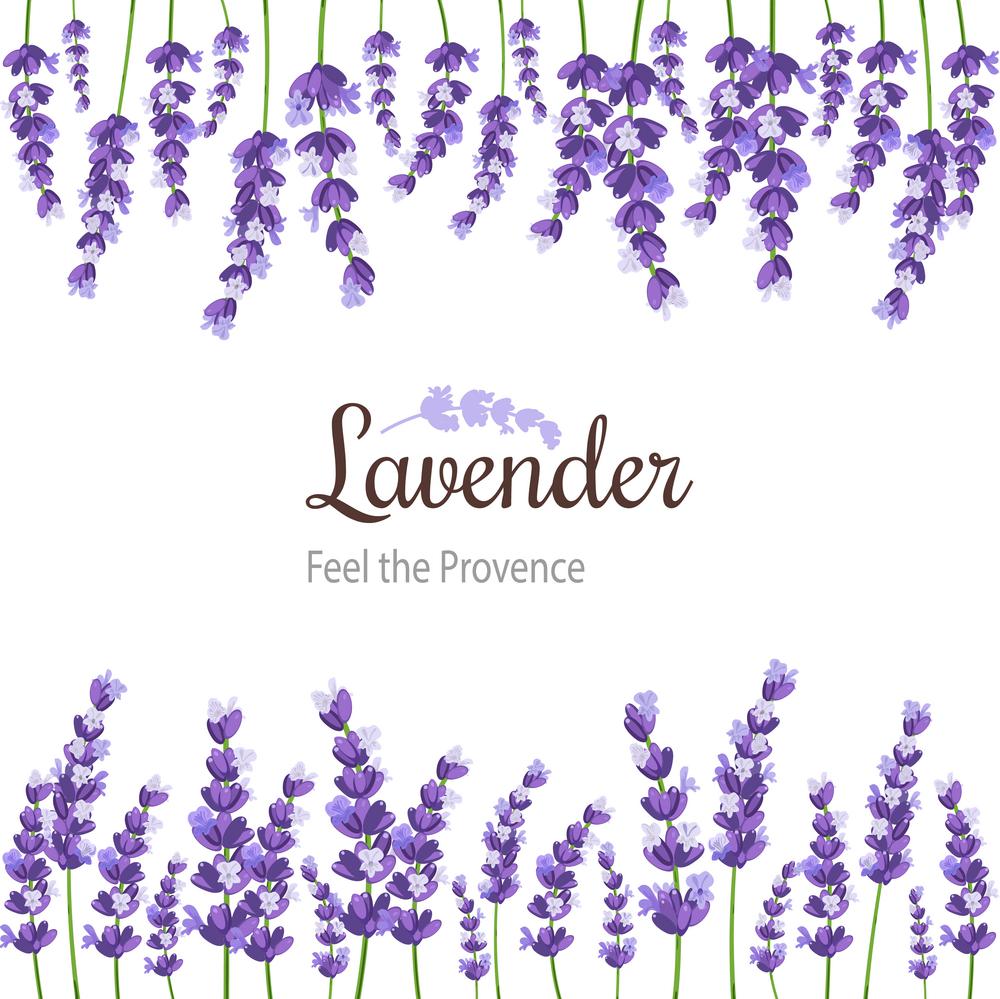 Lavender Card with flowers. Vintage Label with provence violet lavender. Background design for natural cosmetics, beauty store, health care products, perfume, essential oil, invitations
