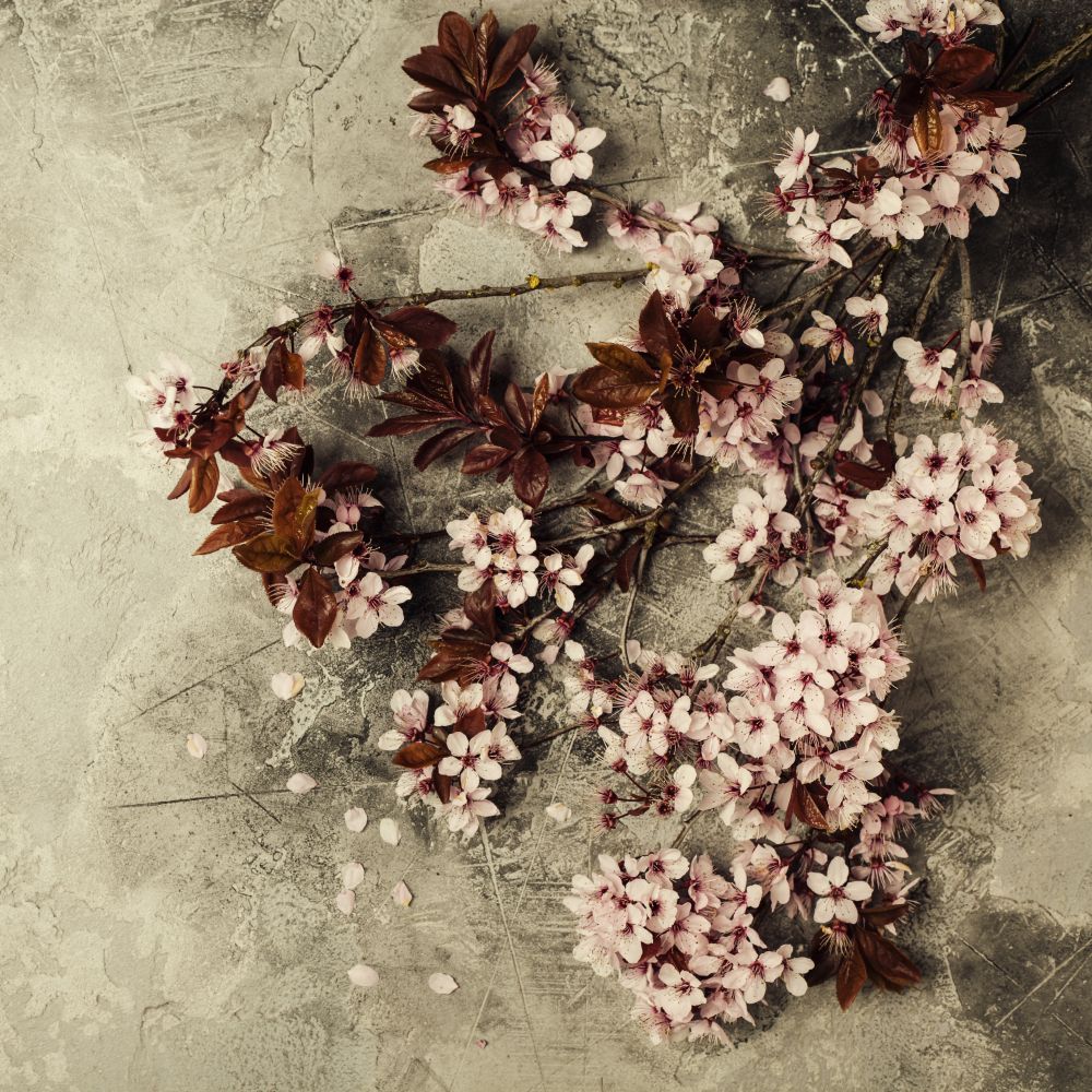 branch with cherry pink blooming flowers on rustic background
