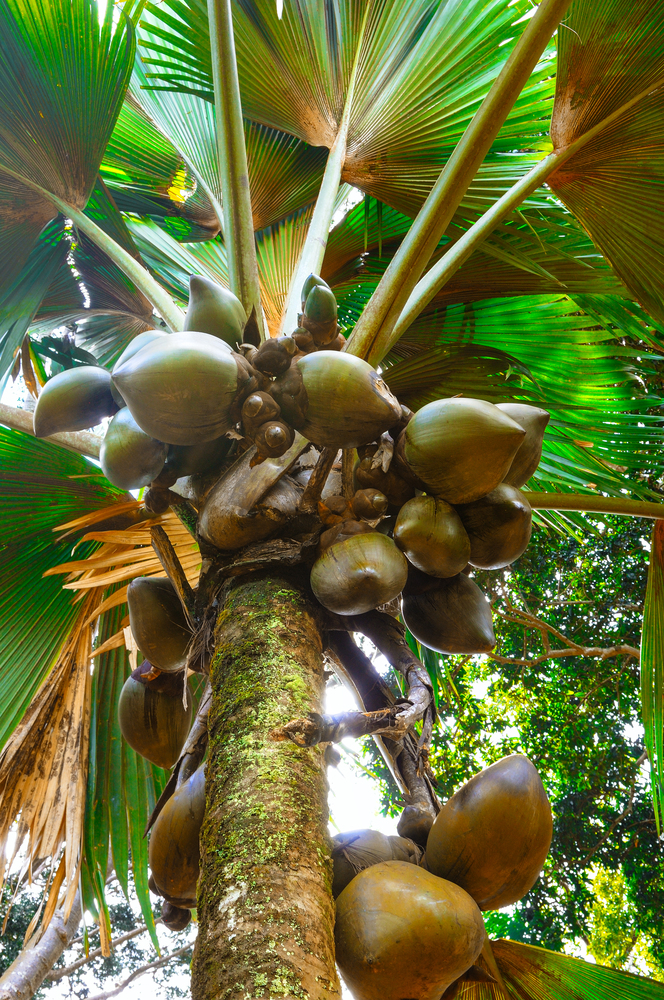 Branches of coconut palms under blue sky - vintage retro style. Royal Botanical Garden of Candy Sri Lanka