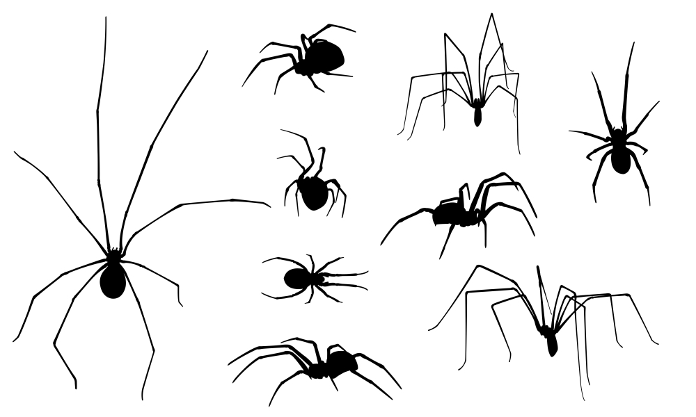 set of spiders isolated on white