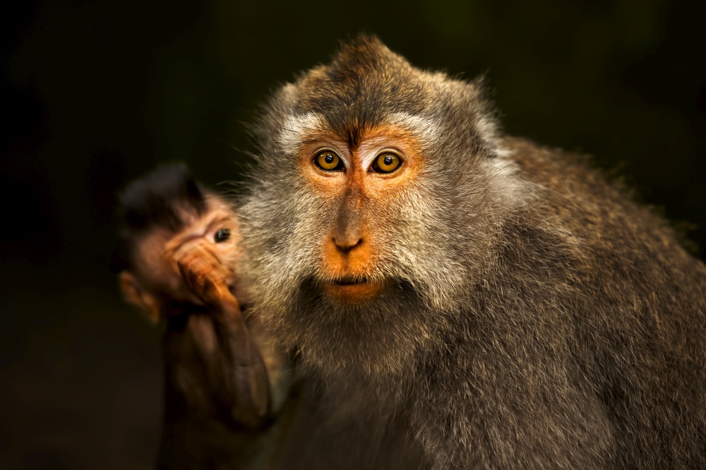 Portrait of a Cute Monkeys. Long-tailed Monkey Mother with Her Cub. Sacred Monkey Forest Sanctuary in Ubud. Bali. Indonesia.