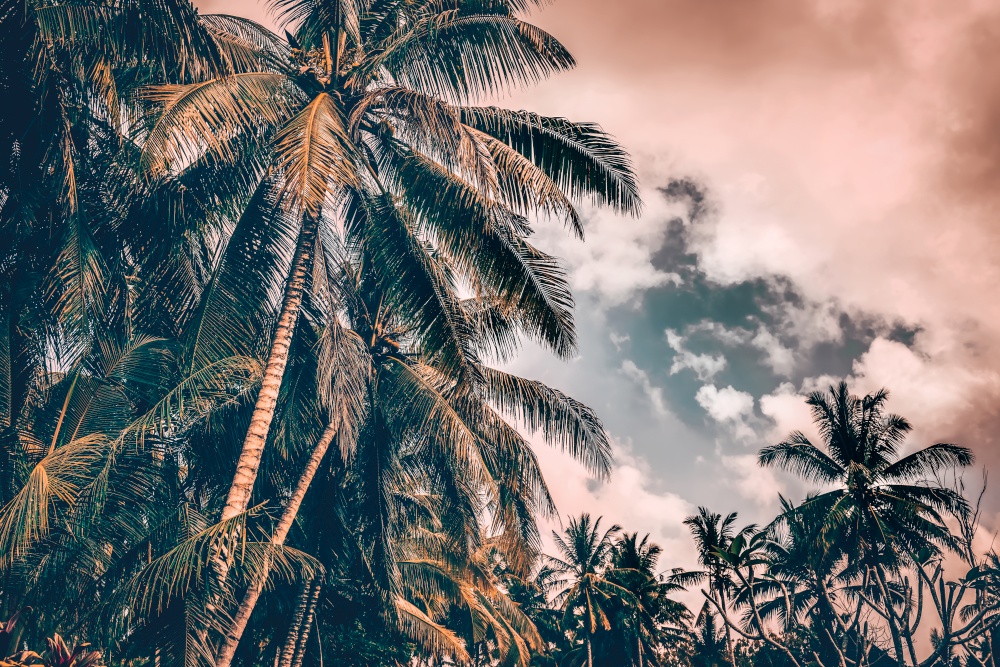 Palm trees on sunset, grunge style photo of a many fresh palm trees on cloudy overcast sky background, beautiful nature of tropical island, Bali