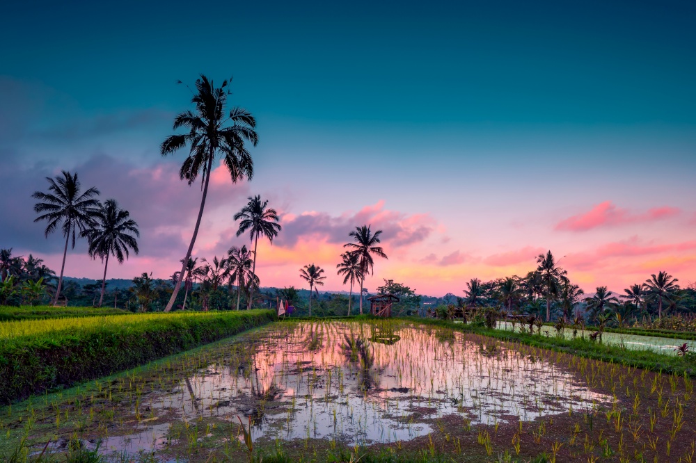 Rice fields of Bali, amazing landscape of a rice terrace in the water over beautiful pink sunset background