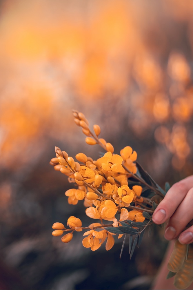 Closeup photo of a hand holding nice little bouquet of a tender yellow wild flowers, with pleasure spending spring vacation in countryside