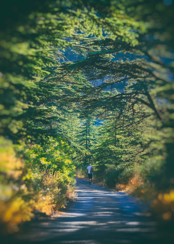 Happy Summer Adventure. Guy Walking Along the Trail with Trees. Enjoying Hiking to Chouf Cedars Reserve. Lebanon