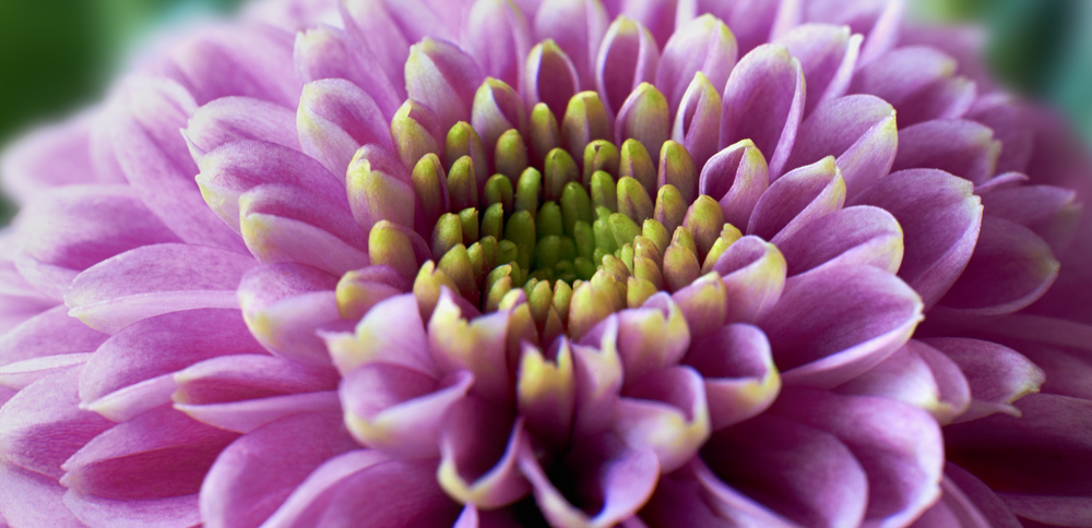 Close up photograph of purple Chrysanthemum Morifolium flower showing the stamen and petals