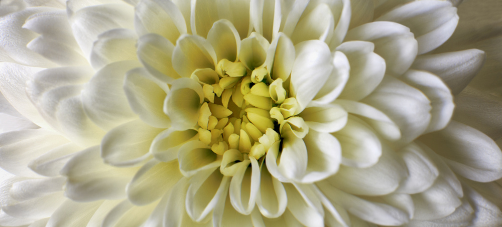 Close up photograph of White Chrysanthemum flower showing the stamen and petals