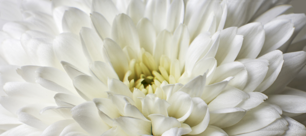 Close up photograph of White Chrysanthemum flower showing the stamen and petals