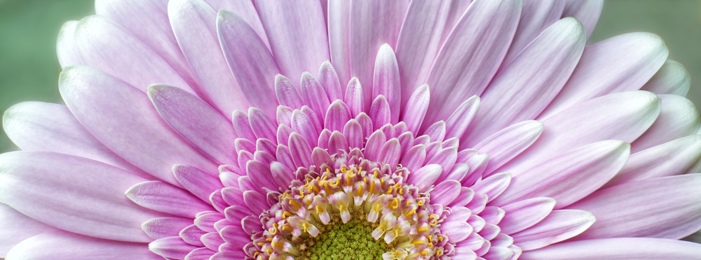 Close-up photograph of a pink chrysanthemum flower in bloom showing petals,stamen and pollen
