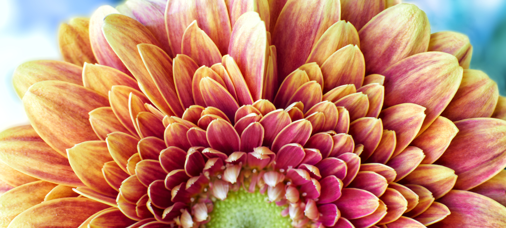 Close up photograph of Golden Chrysanthemum flower showing the stamen and petals