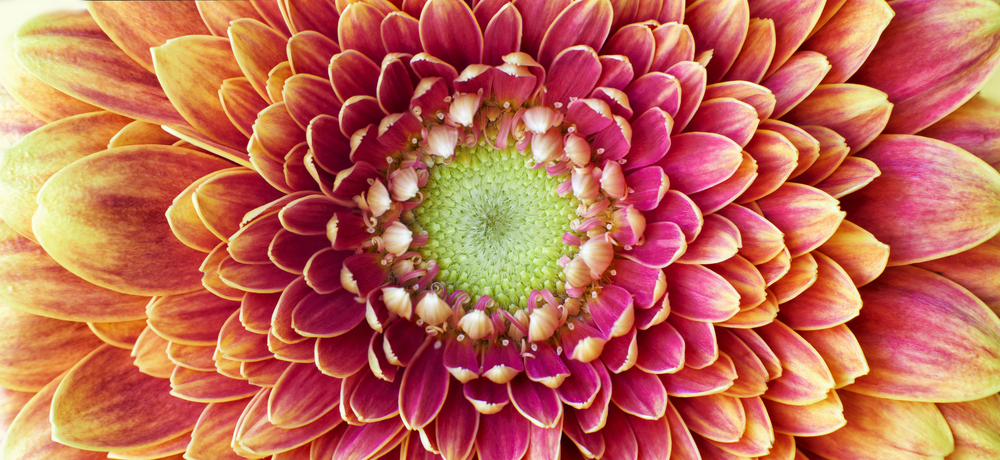 Close up photograph of Golden Chrysanthemum flower showing the stamen and petals