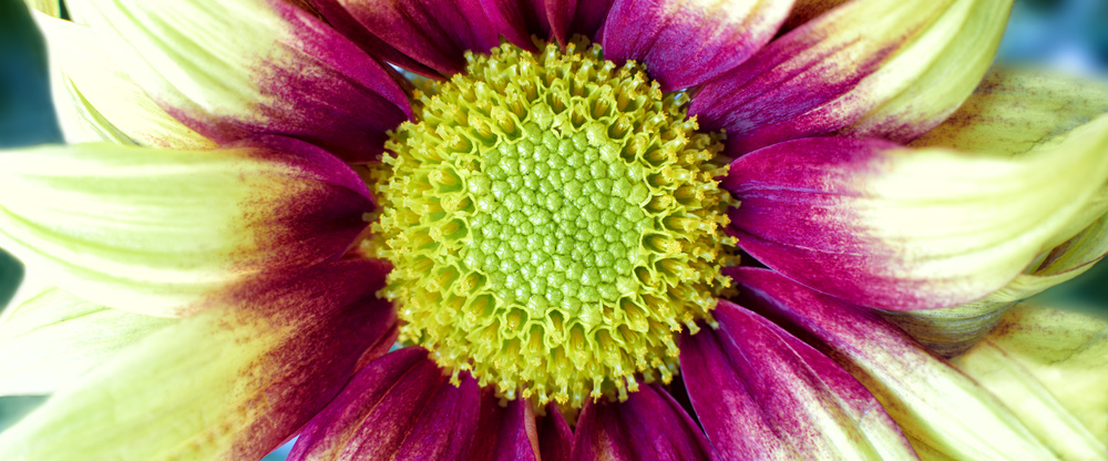 Close up photograph of  Chrysanthemum flower showing the stamen and petals