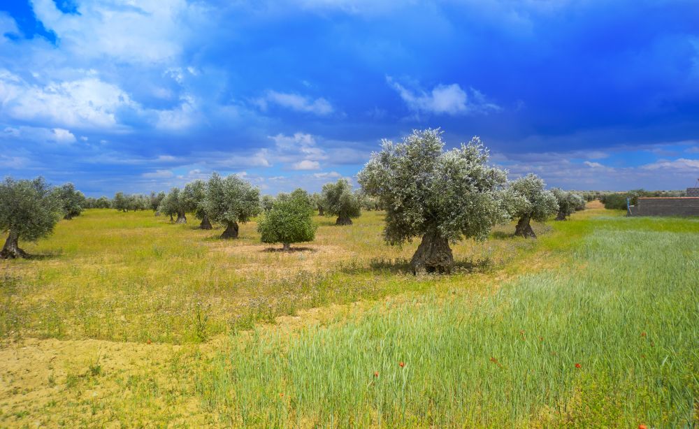 Castile La Mancha olive trees in Cuenca by Saint James Way of Levante Spain