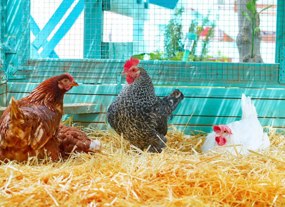 Hens in a poultry hen house with straw turquoise color wood henhouse