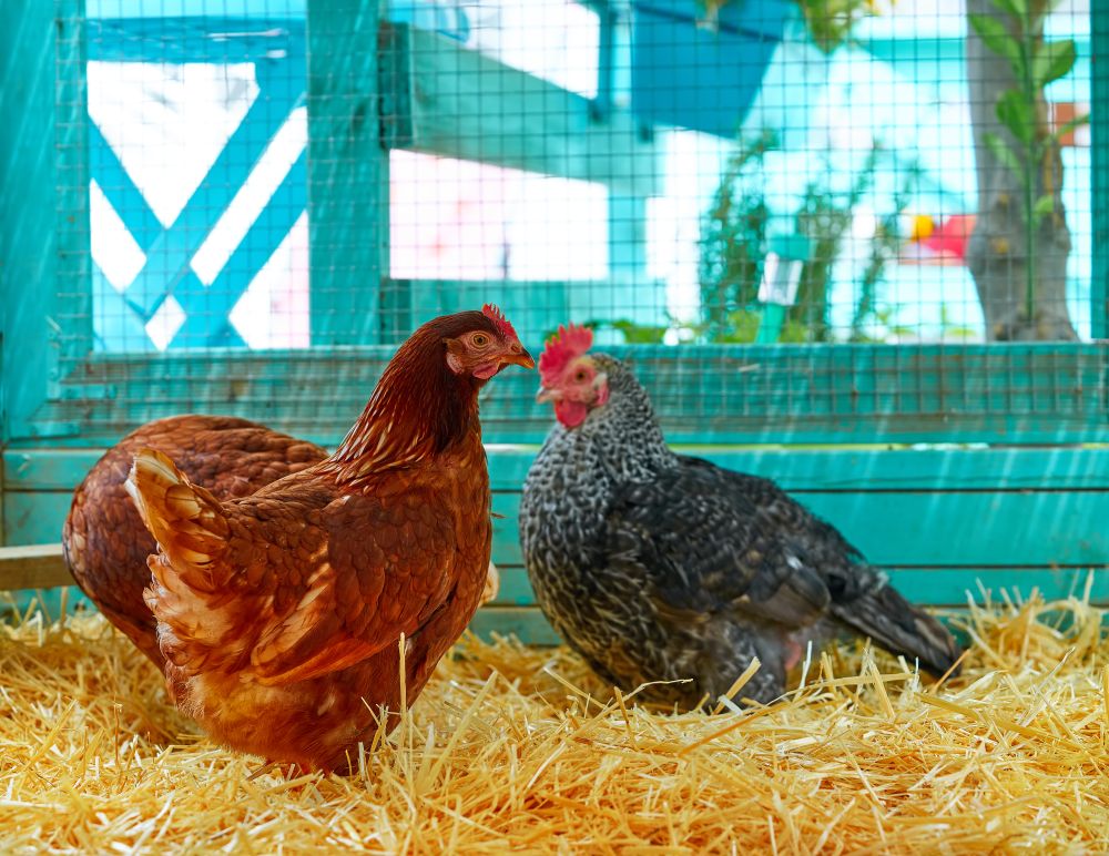 Hens in a poultry hen house with straw turquoise color wood henhouse