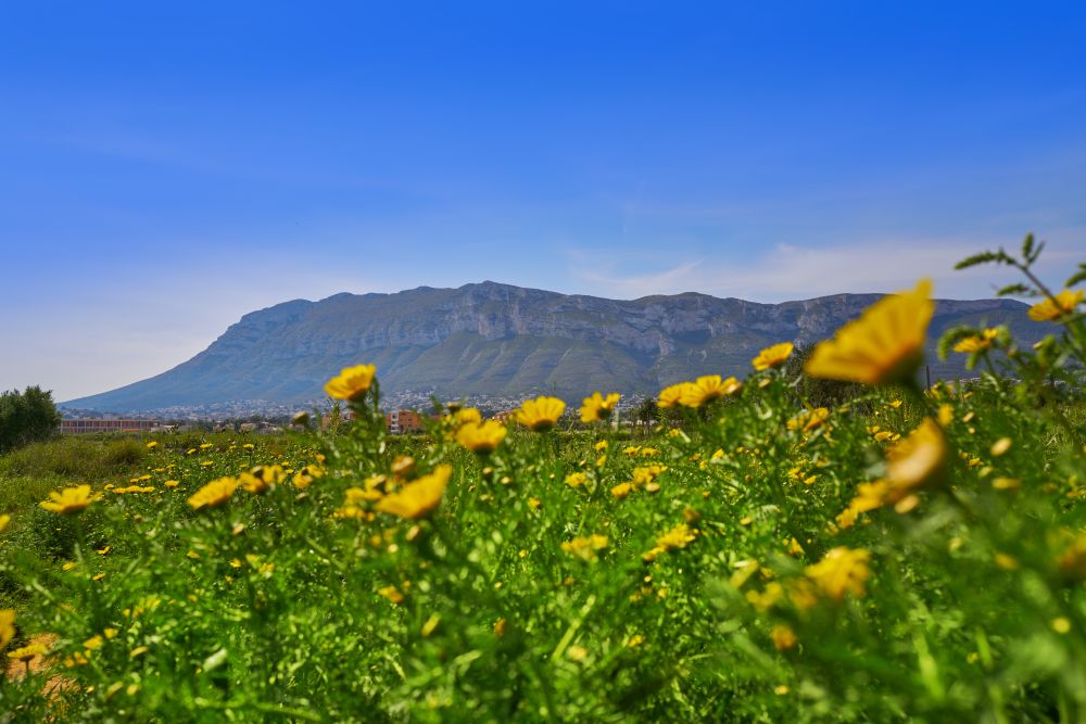 Montgo mountain view in spring with daisy flowers from Denia in spain